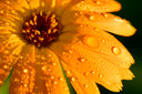 -desktop